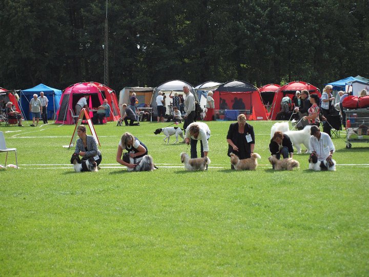 Shih Tzu Danmark